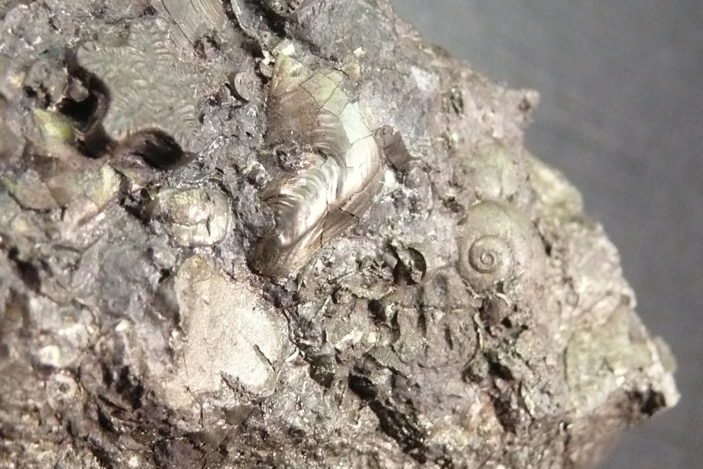 Pyrite Psm Fossil Crinoid Ammonite & Shell