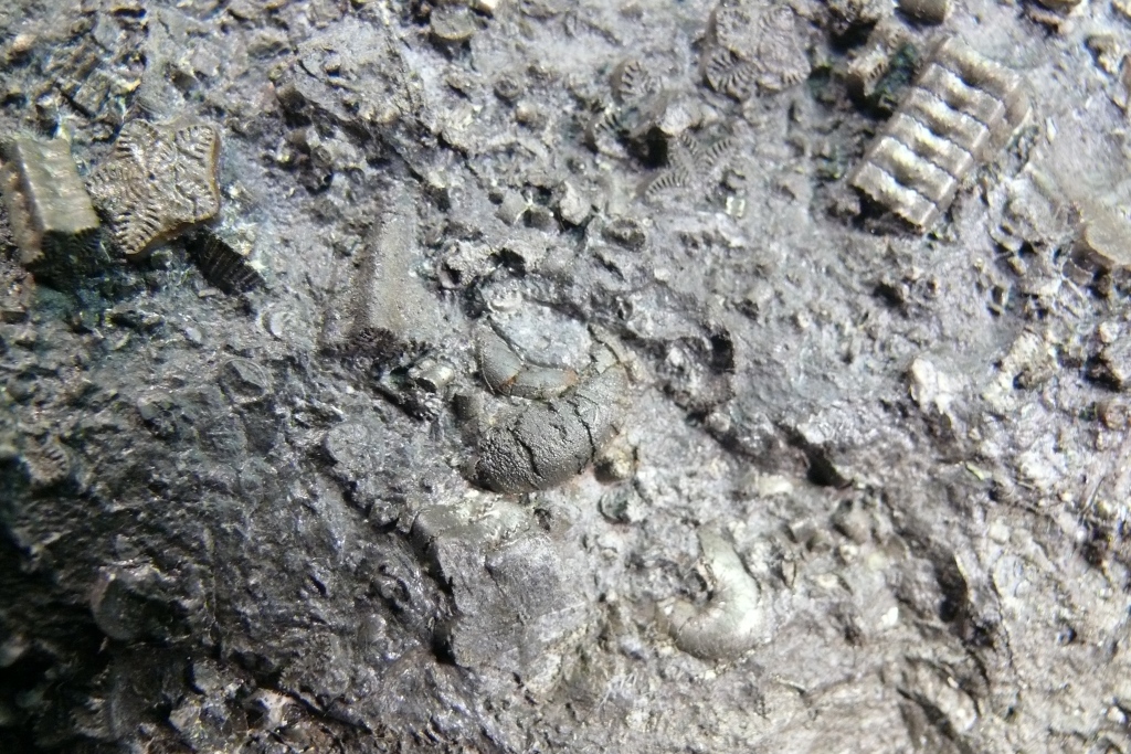 Pyrite Psm Fossil Crinoid Ammonite & Shell