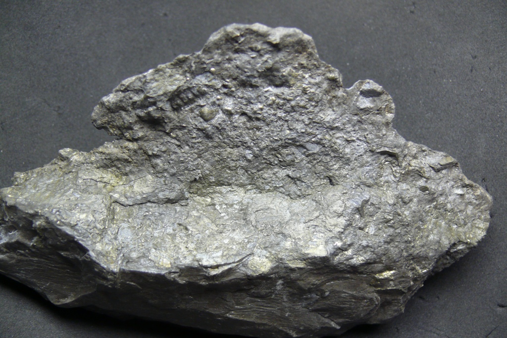 Pyrite Psm Fossil Crinoid Ammonite & Shell