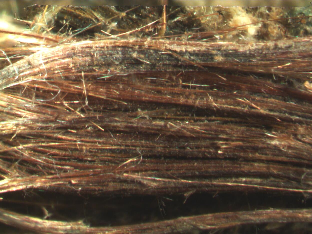 Balangeroite