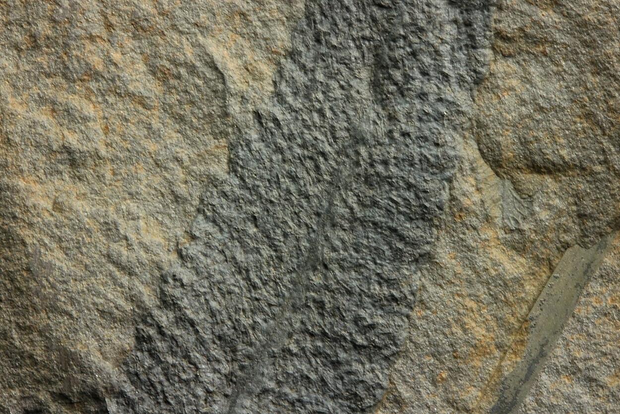 Fossil Fern