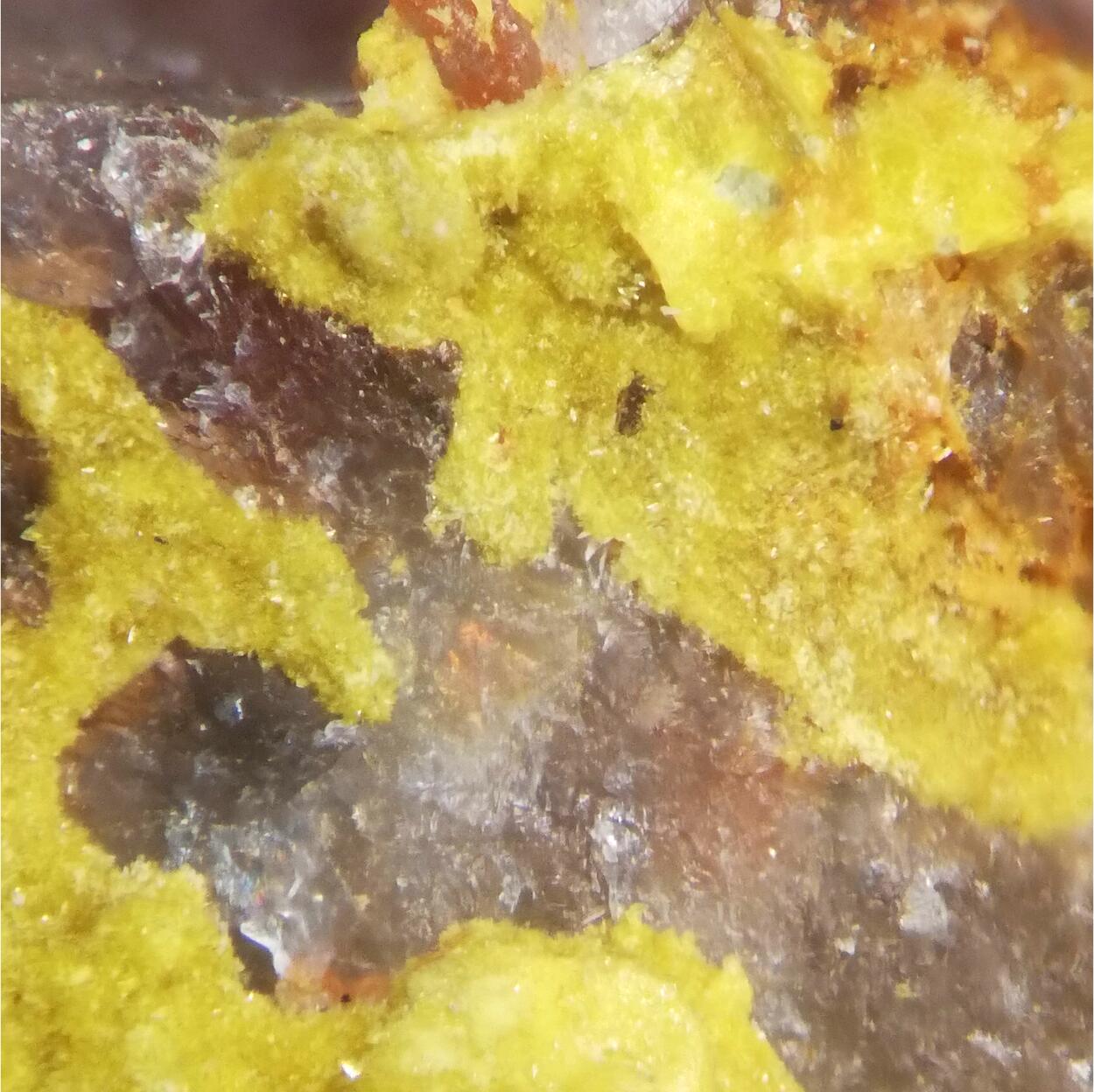 Dewindtite