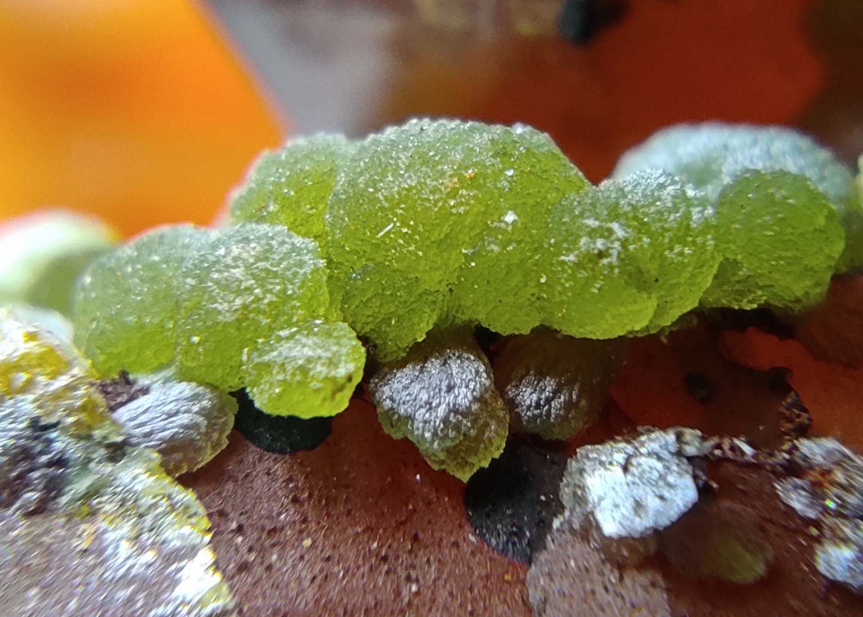 Mimetite On Quartz