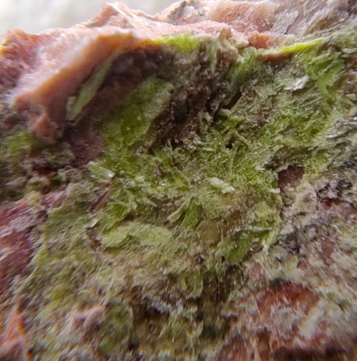Uranocircite