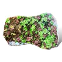 Pyrope & Chromium Diopside