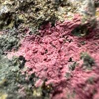 Erythrite
