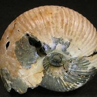 Pyritised Ammonite