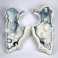 Chalcedony Psm Fossil Coral