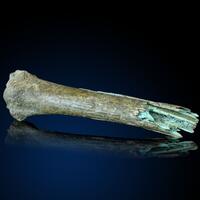 Fossil Bone Malachite