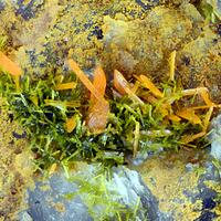 Crocoite & Pyromorphite