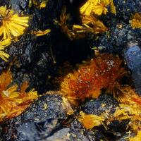 Cacoxenite