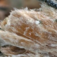 Yuksporite