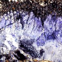Petrified Wood With Fluorite Quartz & Agate