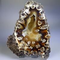 Chalcedony Psm Fossil Coral