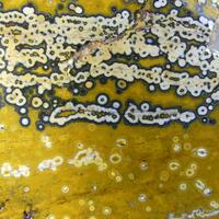 Eisenkiesel Psm Fossil Stromatolite
