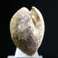 Baryte Psm Fossil Clam