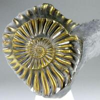 Pyritised Ammonite