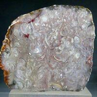 Agate Psm Fossil Shell