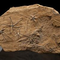 Fossil Ophiopinna Elegans