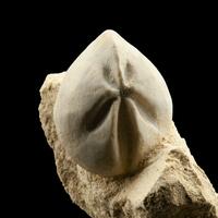 Fossil