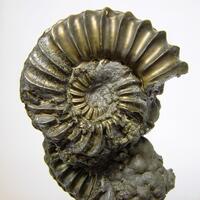 Pyritised Ammonite