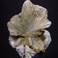 Ulexite Clam Shell