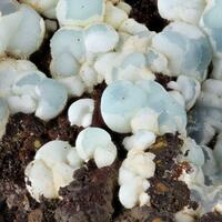 Smithsonite