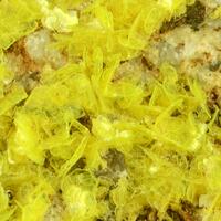 Autunite