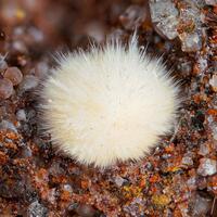 Mullite