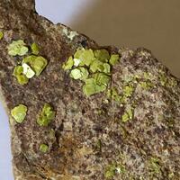 Autunite