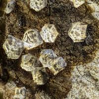 Paulingite-Ca