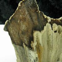 Chalcedony Var Petrified Wood