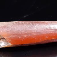 Fossil Belemnite