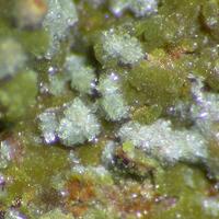 Fluorowardite