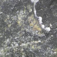 Cortesognoite