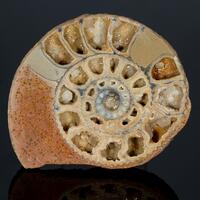 Fossil & Calcite