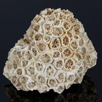 Fossil Coral