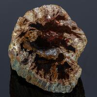 Petrified Wood