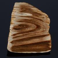 Petrified Wood