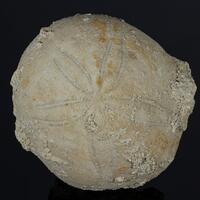 Fossil Sea Urchin
