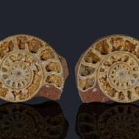 Ammonite & Calcite