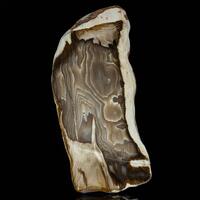 Petrified Wood