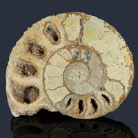 Ammonite & Calcite