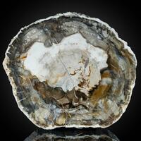 Petrified Wood