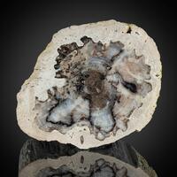 Petrified Wood