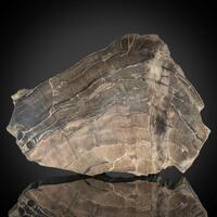 Petrified Wood
