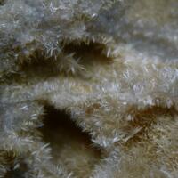 Carbonate-rich Fluorapatite