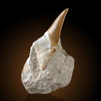 Fossil Tooth