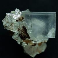Halite With Insect