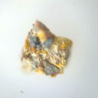 Kleberite
